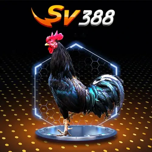 SV388 Cock Fighting